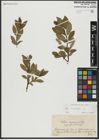 Foto von Salix hastata L.